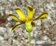 Senecio californicus DC. resmi