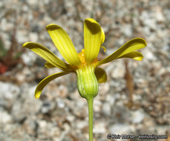 Senecio californicus DC. resmi