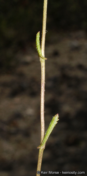 Senecio californicus DC. resmi