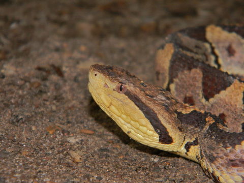 Image of Atropoides mexicanus (A. M. C. Duméril, Bibron & A. H. A. Duméril 1854)