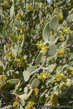 Image of jojoba