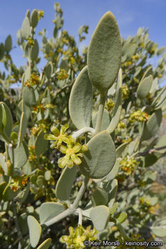 Image of jojoba