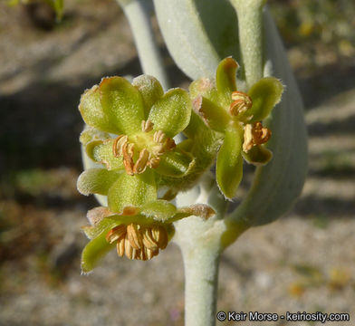 Image of jojoba