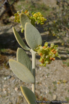 Image of jojoba