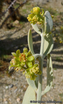 Image of jojoba