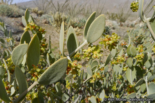 Image of jojoba