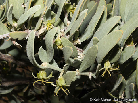 Image of jojoba