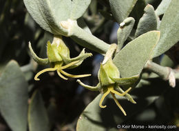 Image of jojoba