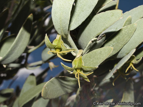 Image of jojoba