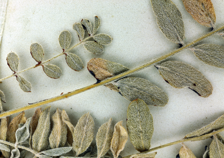 Image of Santa Barbara milkvetch