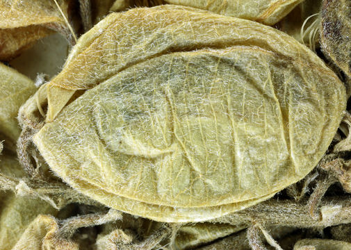 Image of Santa Barbara milkvetch