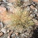 Imagem de Carex filifolia Nutt.