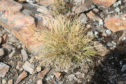 Image of thread-leaved sedge