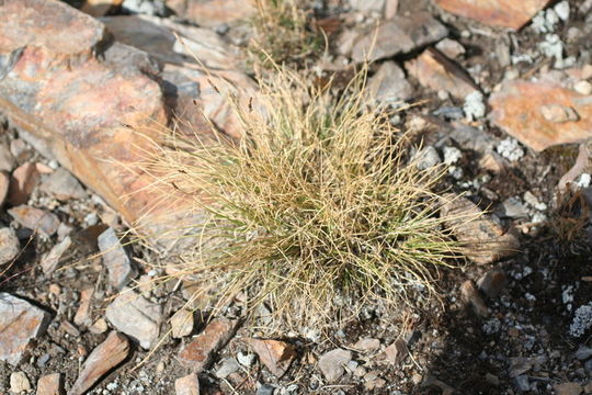 Слика од Carex filifolia Nutt.