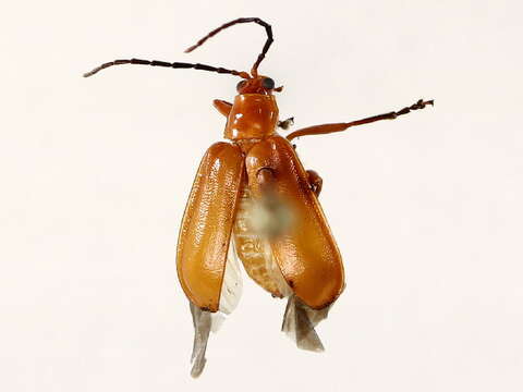 Image of Scelidopsis