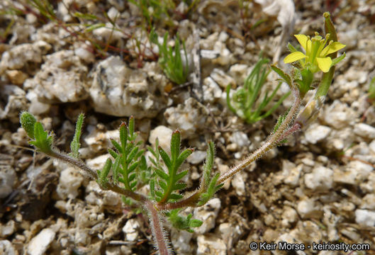 Image de Tropidocarpum gracile Hook.