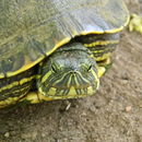 Sivun Trachemys venusta (Gray 1855) kuva