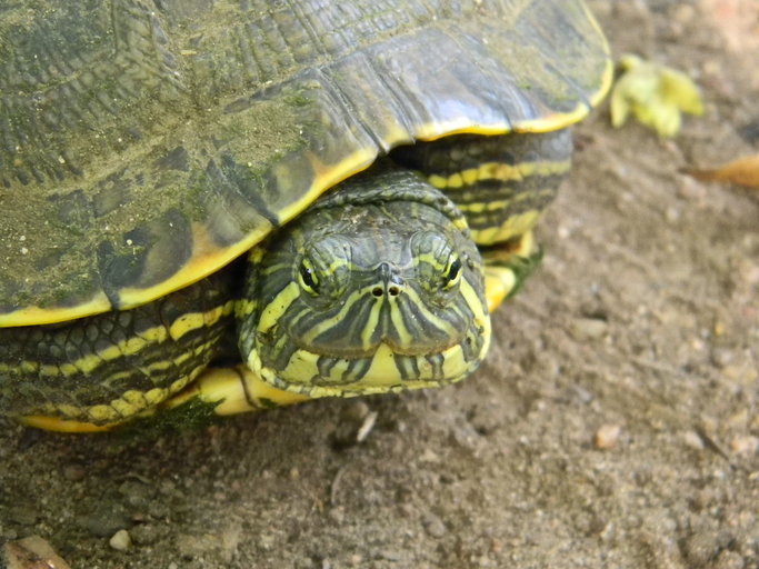 Image of MesoAmerican slider