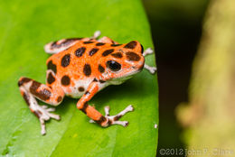 Image of Flaming Poison Frog