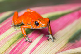 Image of Flaming Poison Frog