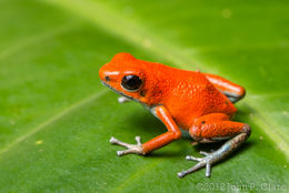 Image of Flaming Poison Frog