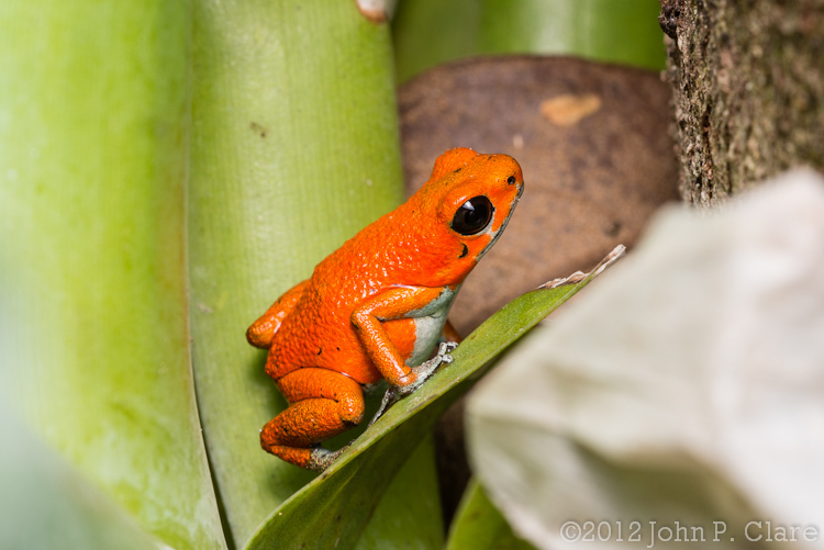 Imagem de Oophaga pumilio (Schmidt 1857)