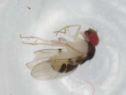 Image of Mycodrosophila