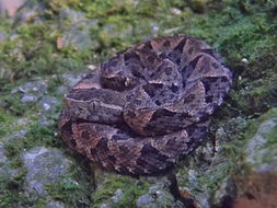 Imagem de Bothrops asper (Garman 1883)