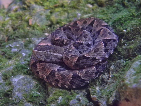 Plancia ëd Bothrops asper (Garman 1883)