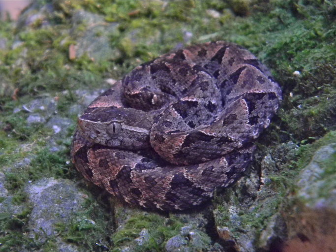 Imagem de Bothrops asper (Garman 1883)