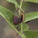 Aristolochia quercetorum Standley的圖片