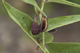 Image of Aristolochia quercetorum Standley