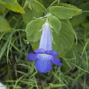 Imagem de Achimenes grandiflora (Schiede) DC.