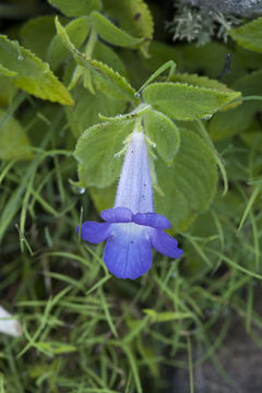 Sivun Achimenes grandiflora (Schiede) DC. kuva