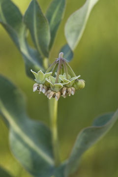 Image of nodding milkweed