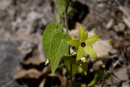 Sivun Matelea tristiflora (Standl.) R. E. Woodson kuva