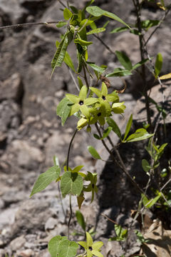 Sivun Matelea tristiflora (Standl.) R. E. Woodson kuva