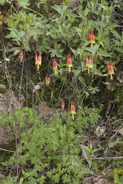 Слика од Aquilegia skinneri Hook.