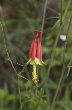 Слика од Aquilegia skinneri Hook.