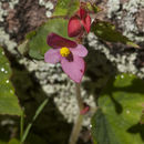 Image of <i>Begonia sandtii</i> Houghton ex Ziesenh.
