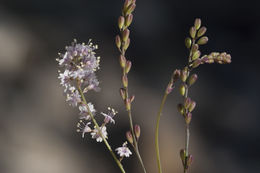 Image of creeping spiderling