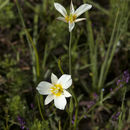 Calochortus venustulus Greene resmi