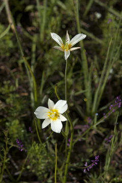 Calochortus venustulus Greene resmi