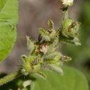 Image of Mexican croton