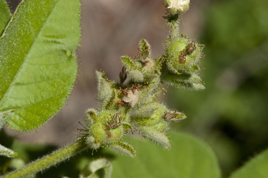 Image of Mexican croton