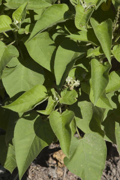 صورة Croton ciliatoglandulifer Ortega