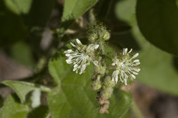 Image de Croton ciliatoglandulifer Ortega