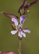 Image of Wright's waxweed