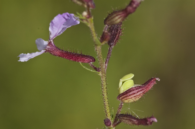 Image of Wright's waxweed