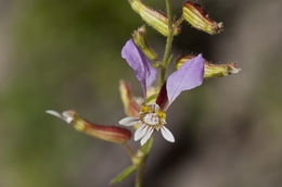 Imagem de Cuphea leptopoda Hemsl.